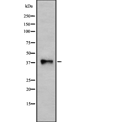 P2RY10 Antibody[44619]