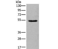 ORAI1 Antibody[37133]