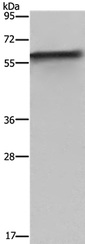 FKBP8 Antibody[36485]