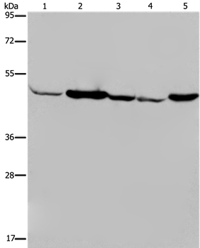 IDH2 Antibody[36544]