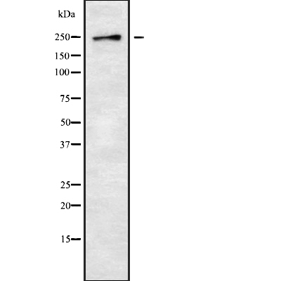 GON4L Antibody[45991]