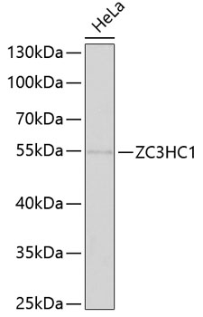 ZC3HC1 antibody[38830]