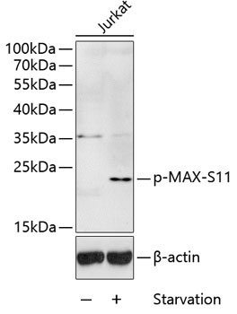MAX(Phospho-Ser11) antibody[12