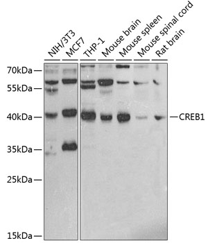 CREB1 Rabbit Polyclonal Antibo