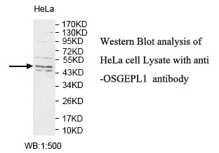 OSGEPL1 Antibody[39782]