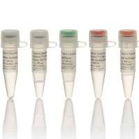 Maxima™ H Minus cDNA 合成预混液,M1682