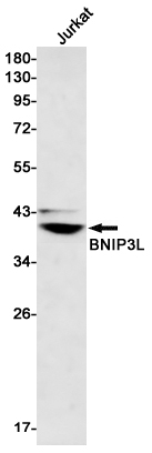 BNIP3L Rabbit mAb[52179]