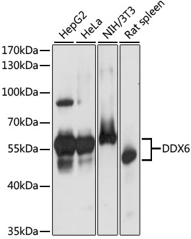 DDX6 Rabbit Polyclonal Antibod