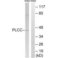 AGPAT3 Antibody[34305]