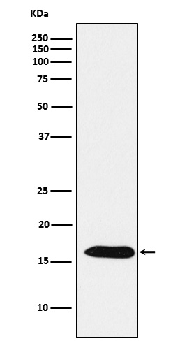 Peroxiredoxin 5 Rabbit mAb[566