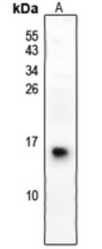 S100G Antibody[46158]