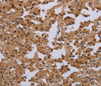 IFRD1 Antibody[36546]