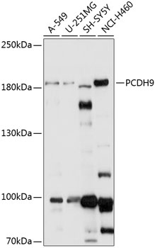 PCDH9 Rabbit Polyclonal Antibo