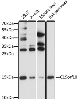 C19orf10 antibody[38186]