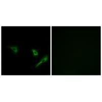 ATG4A Antibody[34631]