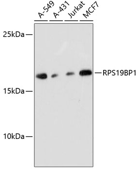 RPS19BP1 Rabbit Polyclonal Ant