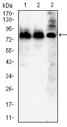 ATXN1 Mouse mAb[63121]