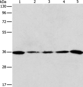 AURKC Antibody[37365]