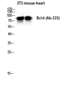 Bcl-6 Polyclonal Antibody[4064