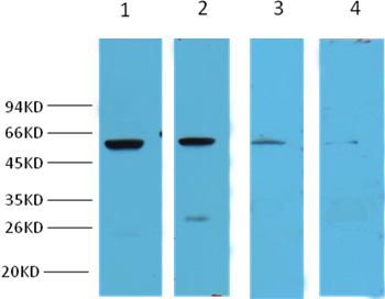 NFκB p65 Mouse Monoclonal Anti