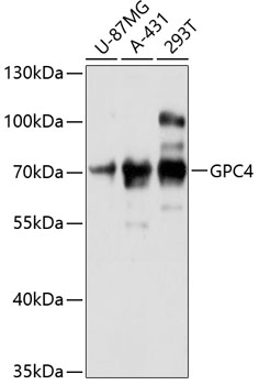 GPC4 Rabbit Polyclonal Antibod