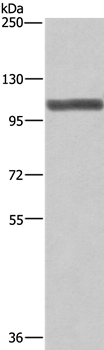 XPO1 Antibody[36228]