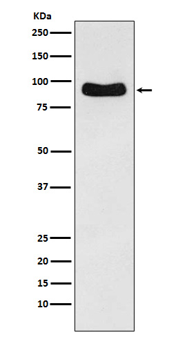 Cenexin1 / ODF2 Rabbit mAb[565