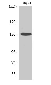 HDAC6 Polyclonal Antibody[4099