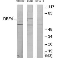 DBF4 Antibody[34095]