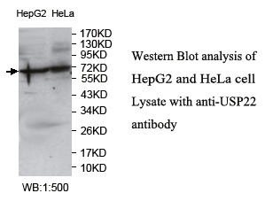 USP22 Antibody[39751]