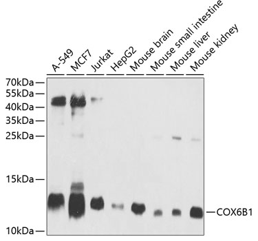 COX6B1 Rabbit Polyclonal Antib
