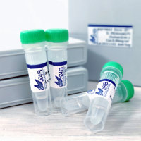 Rb (phospho-Ser807/811)  rabbit pAb[13570]