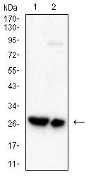 CD42A Mouse mAb[63392]