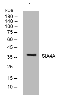 SIA4A rabbit pAb[44019]