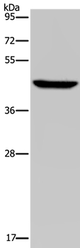 PDSS2 Antibody[37812]