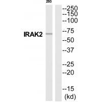 IRAK2 Antibody[35287]
