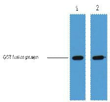 GST-Tag Monoclonal Antibody(1B
