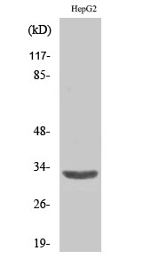 ANT3 Polyclonal Antibody[40595