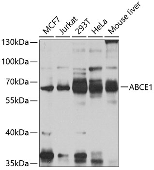 ABCE1 Rabbit Polyclonal Antibo