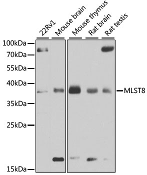 MLST8 Rabbit Polyclonal Antibo