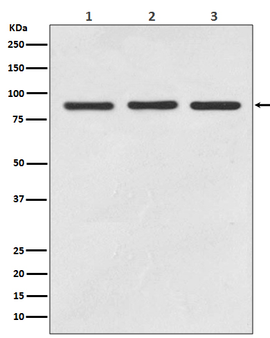 STAT5A/B Rabbit mAb[56109]