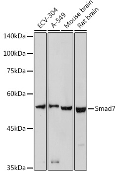 SMAD7 Rabbit Polyclonal Antibo