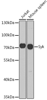 SYK antibody[38370]