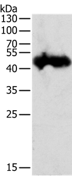 PGC Antibody[35877]