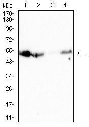 CD126 Mouse mAb[63237]