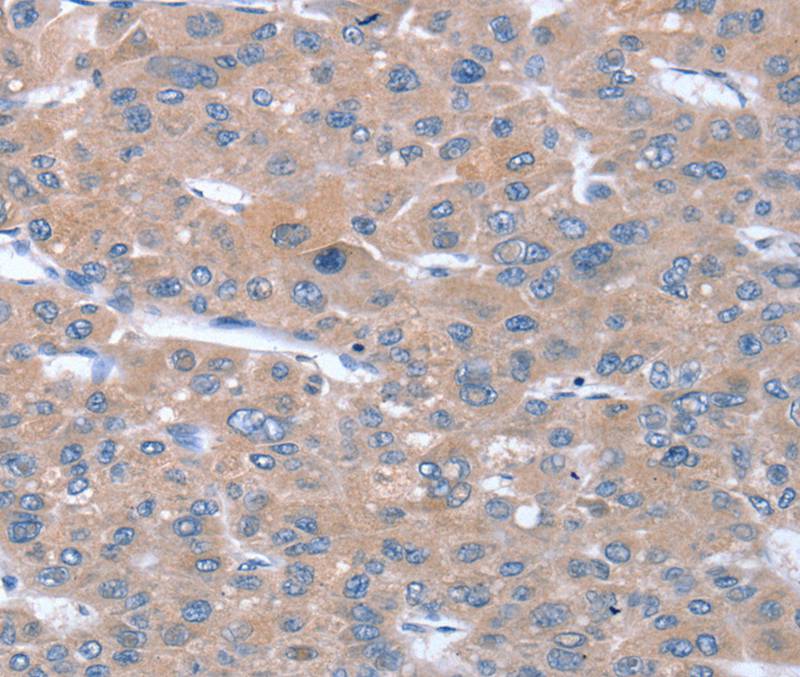 SULF1 Antibody[40377]