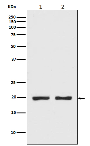 CPI17 alpha Rabbit mAb[56005]