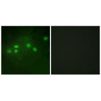 ELF1 Antibody[33750]