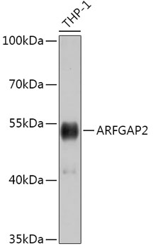 ARFGAP2 Rabbit Polyclonal Anti