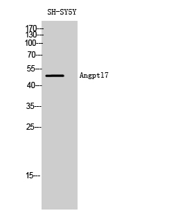 Angptl7 Polyclonal Antibody[40